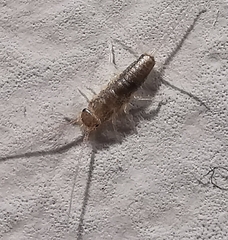 Ctenolepisma longicaudatum