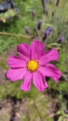 Cosmos bipinnatus