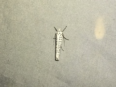 Yponomeuta polystictus