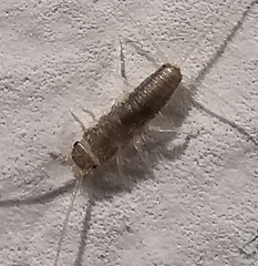 Ctenolepisma longicaudatum