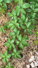 Parthenocissus quinquefolia