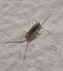 Ctenolepisma longicaudatum