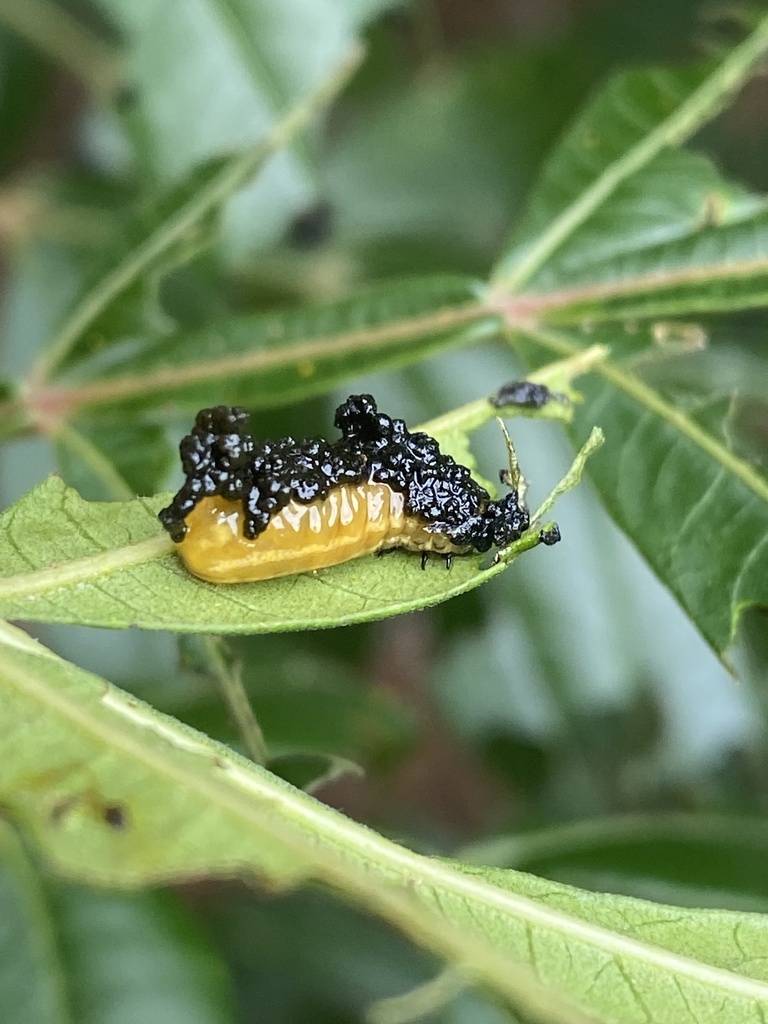 Sumac Flea Beetle