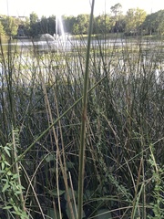 Eleocharis interstincta