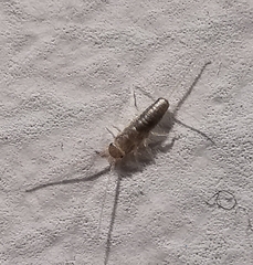 Ctenolepisma longicaudatum