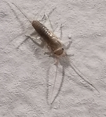 Ctenolepisma longicaudatum