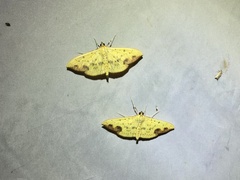 Botyodes principalis