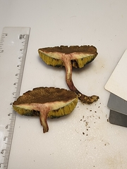 Xerocomellus truncatus