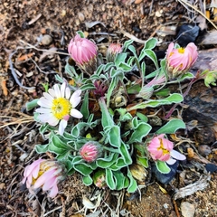 Townsendia florifera