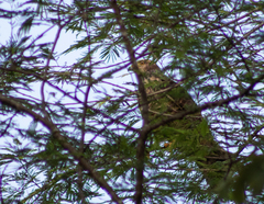 Rupornis magnirostris