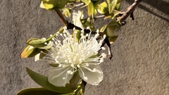Eugenia involucrata