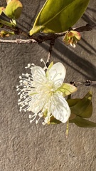 Eugenia involucrata