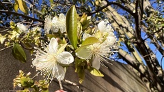 Eugenia involucrata