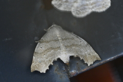 Olceclostera seraphica