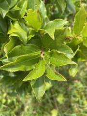 Vaccinium cylindraceum