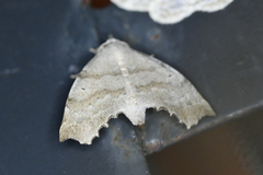 Olceclostera seraphica