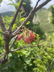 Vaccinium cylindraceum