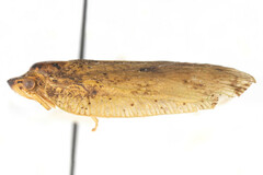 Flatoidinus occidentalis