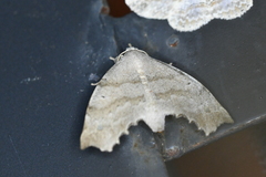 Olceclostera seraphica