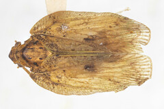 Flatoidinus occidentalis