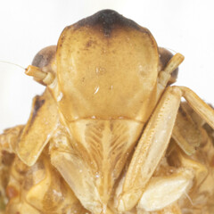 Flatoidinus occidentalis