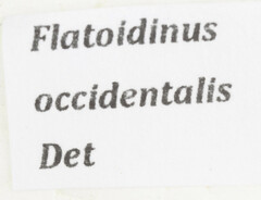 Flatoidinus occidentalis