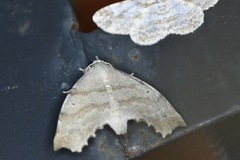 Olceclostera seraphica