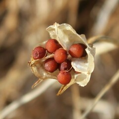 Romulea ramiflora ramiflora