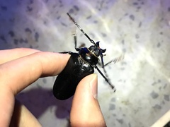 Prionus insularis insularis