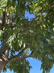 Fraxinus americana