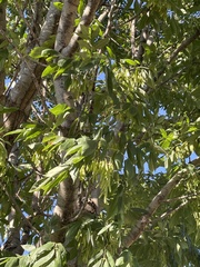 Fraxinus americana