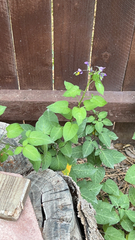 Solanum dulcamara