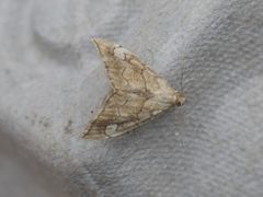 Scybalistodes periculosalis