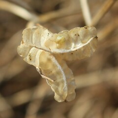 Romulea ramiflora ramiflora