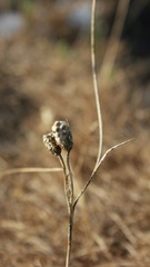 Romulea ramiflora ramiflora