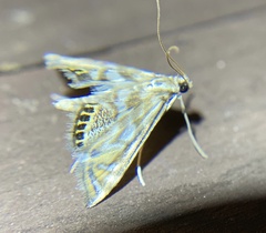 Neocataclysta magnificalis