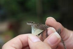Anolis peraccae