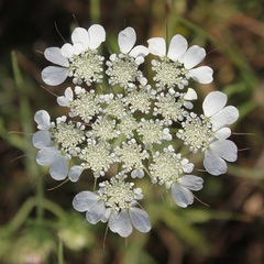 Tordylium officinale