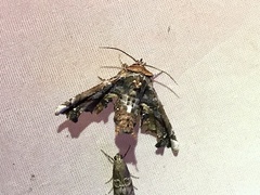 Eutelia adulatricoides