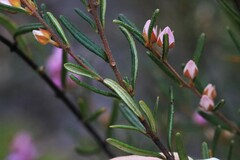 Boronia hapalophylla