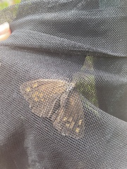 Hipparchia miguelensis