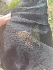 Hipparchia miguelensis