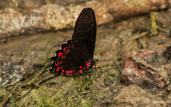 Mimoides phaon phaon