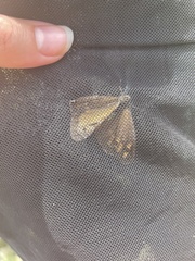 Hipparchia miguelensis