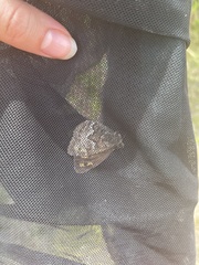 Hipparchia miguelensis