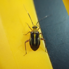 Horciasinus signoreti