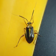 Horciasinus signoreti