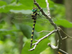 Macromia pacifica