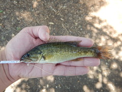 Micropterus treculii