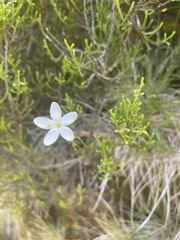 Centaurium scilloides